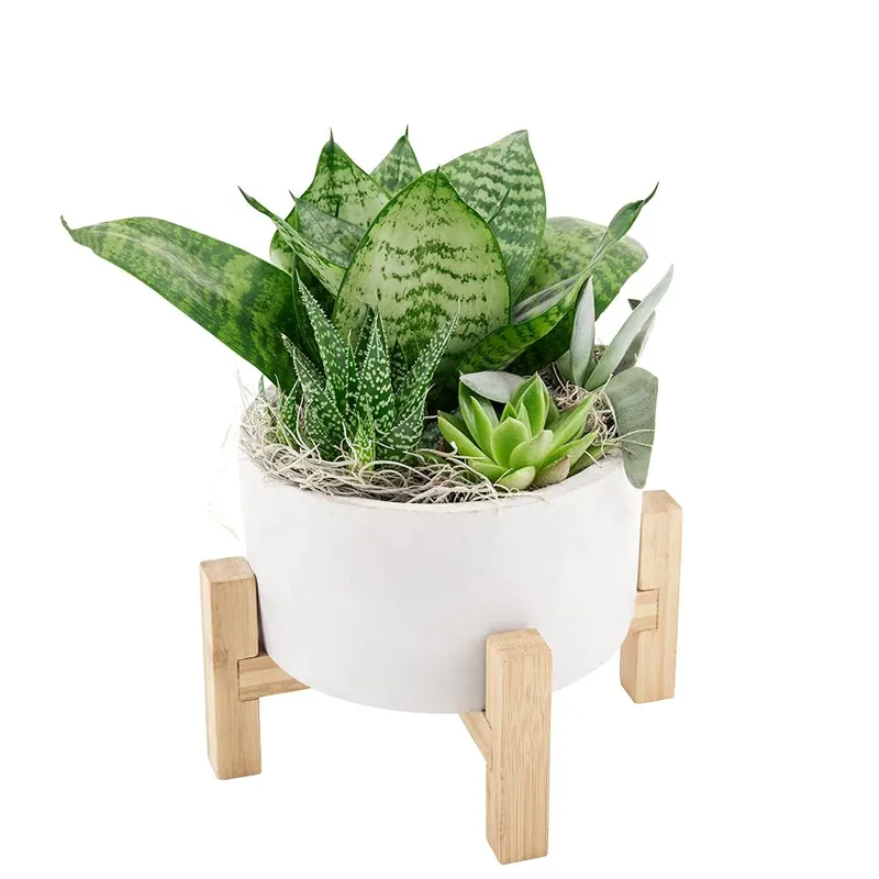 Суккуленты