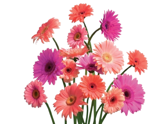 Герберы: как дарить и ухаживать